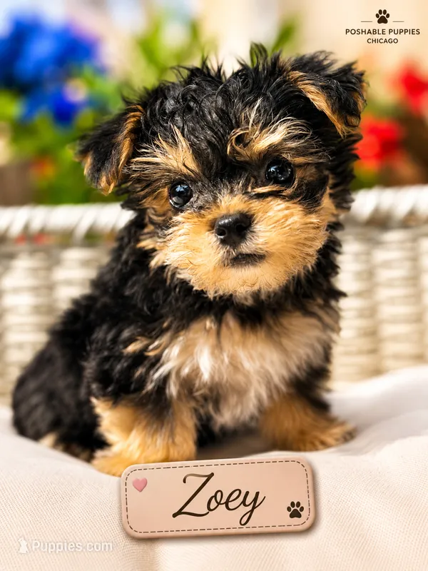Zoey – Morkie puppy for sale in Addison, IL
