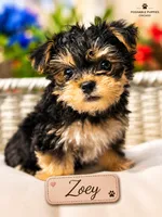 Zoey, a female Morkie for sale in Addison, IL – 1 of 1