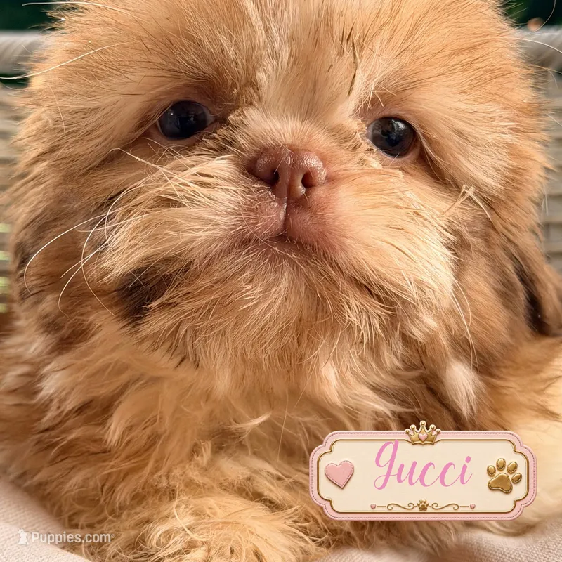 Gucci – Shih Tzu puppy for sale in Addison, IL