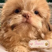 Gucci, a male Shih Tzu for sale in Addison, IL – 1 of 1