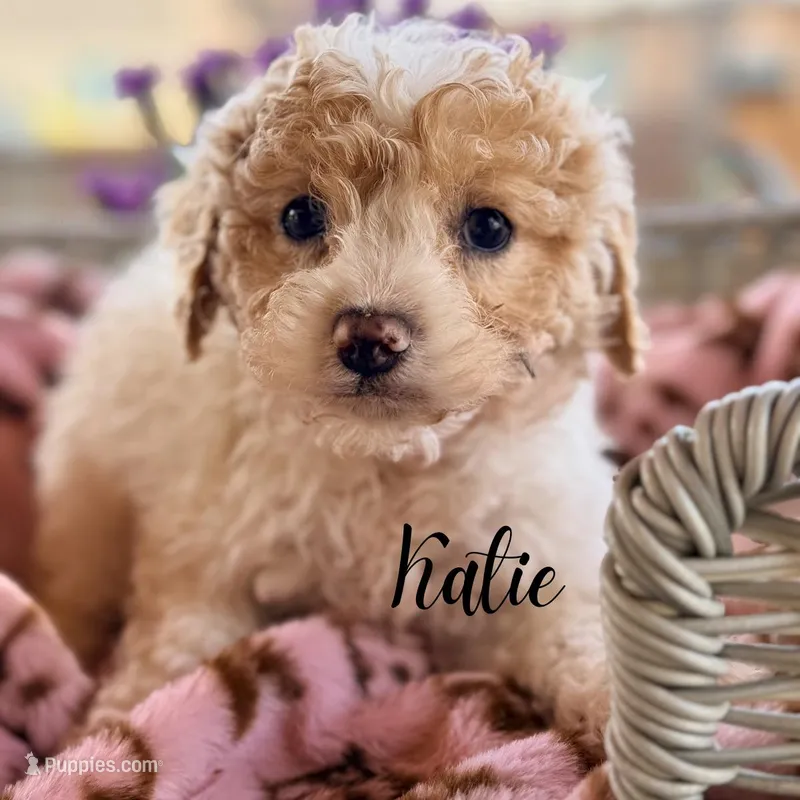 Katie – Cavapoo puppy for sale in Addison, IL