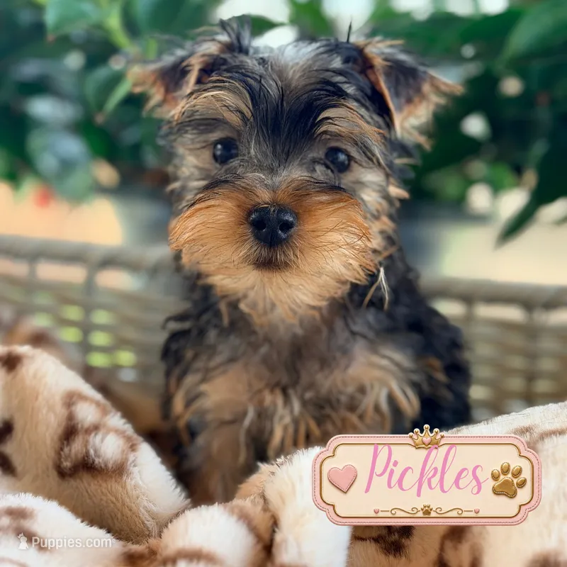 Pickles – Yorkshire Terrier puppy for sale in Addison, IL