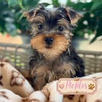 Pickles, a male Yorkshire Terrier for sale in Addison, IL – 1 of 1