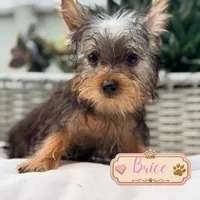Brice, a male Yorkshire Terrier for sale in Addison, IL – 1 of 1