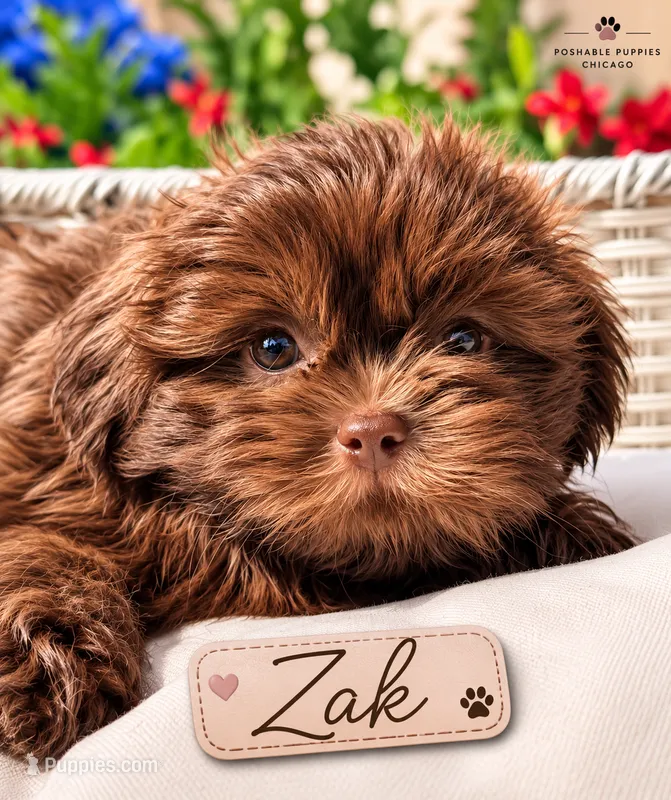 Zak – Shih Tzu puppy for sale in Addison, IL