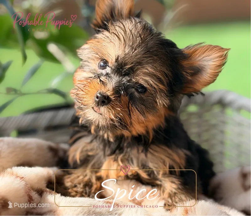 Spice – Yorkshire Terrier puppy for sale in Addison, IL