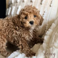 Honey, a female Poodle - Miniature  for sale in Addison, IL – Photo 1 of 2