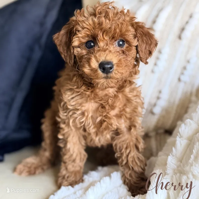 Cherry – Poodle - Miniature  puppy for sale in Addison, IL