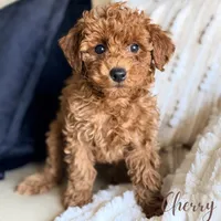 Honey, a female Poodle - Miniature  for sale in Addison, IL – Photo 2 of 2