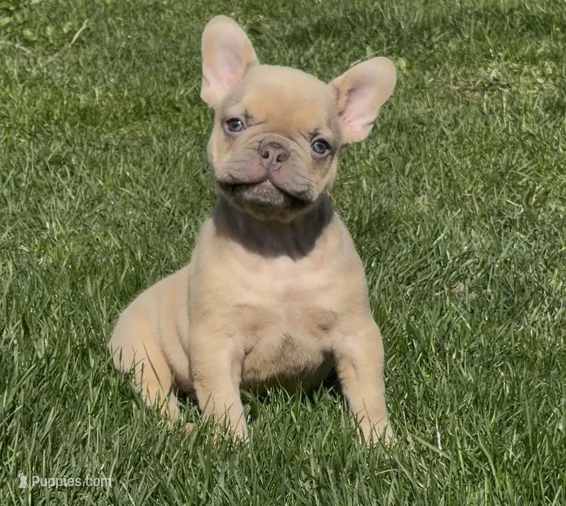 AKC Ace  – French Bulldog puppy for sale in Addison, IL