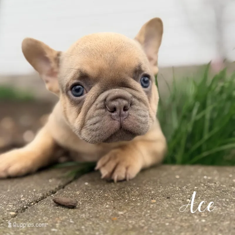 AKC Ace  – French Bulldog puppy for sale in Addison, IL