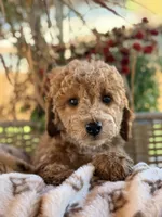 Jimmy, a male Poodle - Miniature  for sale in Addison, IL – 2 of 3