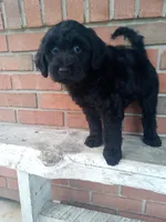 Eleanor, a female Miniature Goldendoodle for sale in Addison, IL – 2 of 2