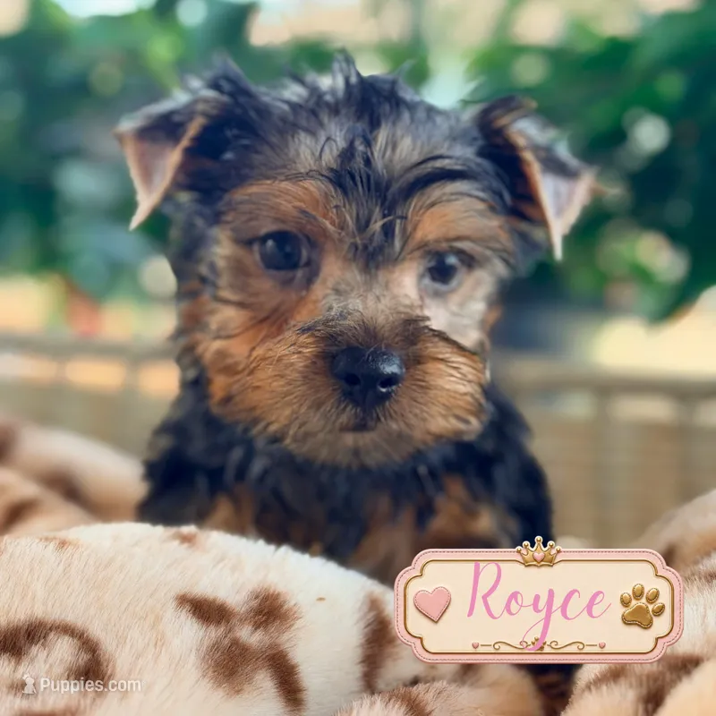 Royce – Yorkshire Terrier puppy for sale in Addison, IL