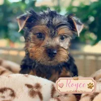 Royce, a male Yorkshire Terrier for sale in Addison, IL – 1 of 1