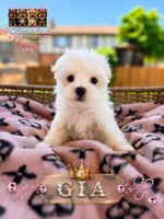 Gia, a female Maltese for sale in Addison, IL – 1 of 1