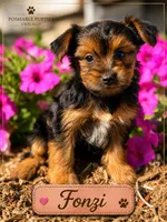 Fonzi, a male Yorkshire Terrier for sale in Addison, IL – 1 of 1