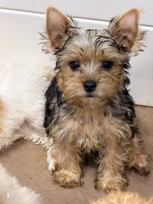 Royce – Yorkshire Terrier puppy for sale in Addison, IL