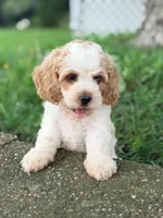 Sam, a female Cavapoo for sale in Addison, IL – 2 of 4