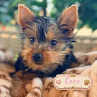 Coco, a female Yorkshire Terrier for sale in Addison, IL – 1 of 1