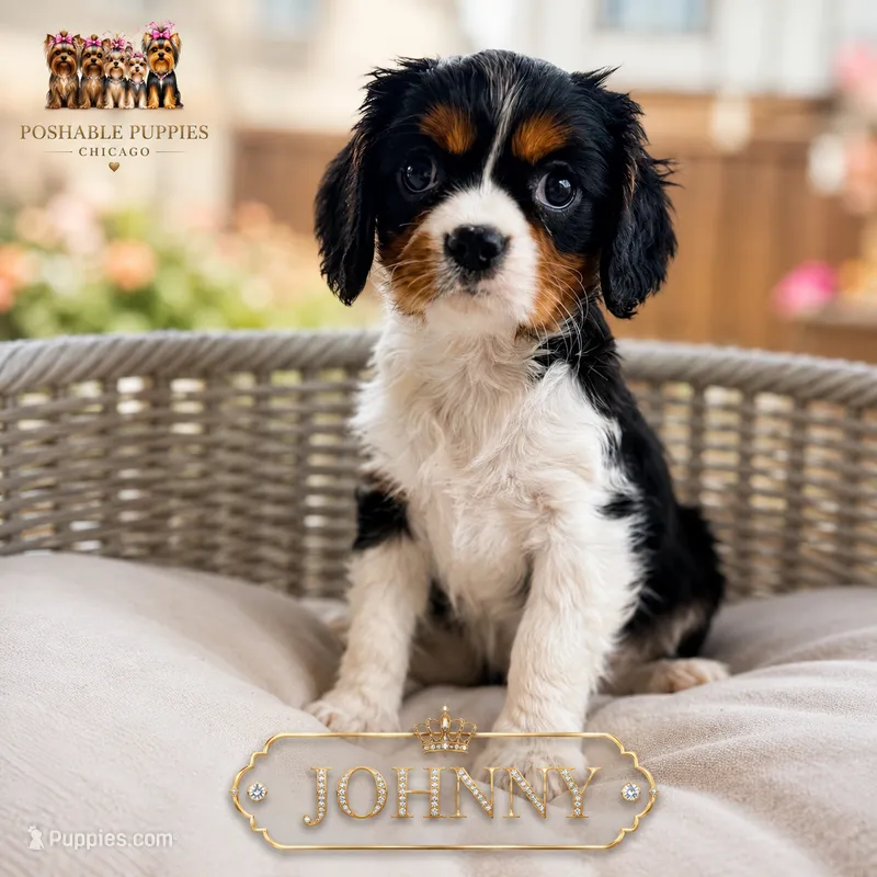 Johnny – Cavalier King Charles Spaniel puppy for sale in Addison, IL