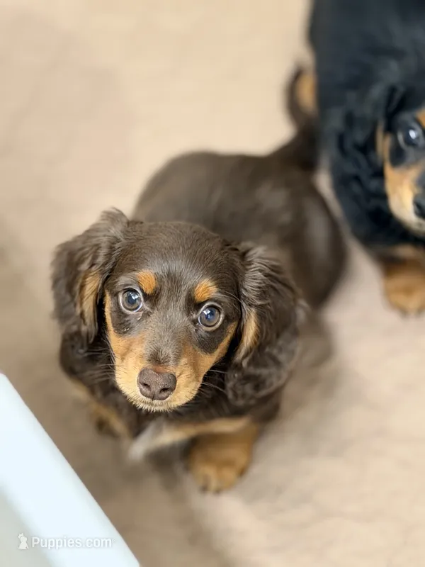 AKC Dolly – Miniature Dachshund puppy for sale in Addison, IL