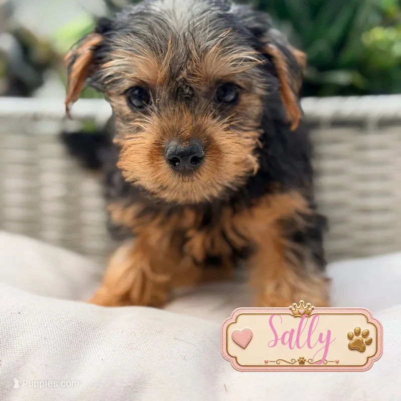 Sally – Yorkshire Terrier puppy for sale in Addison, IL