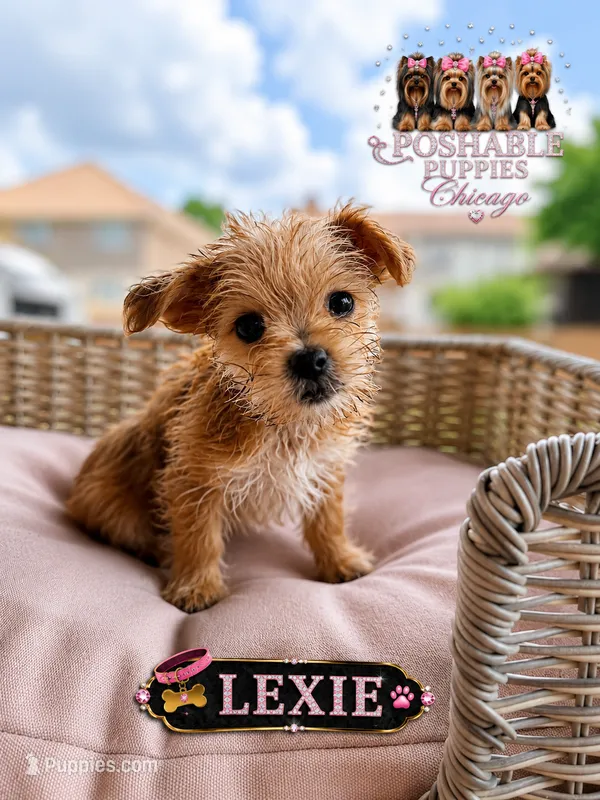 Lexie – Morkie puppy for sale in Addison, IL