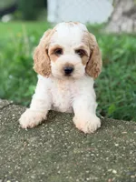 Sam, a female Cavapoo for sale in Addison, IL – 3 of 4