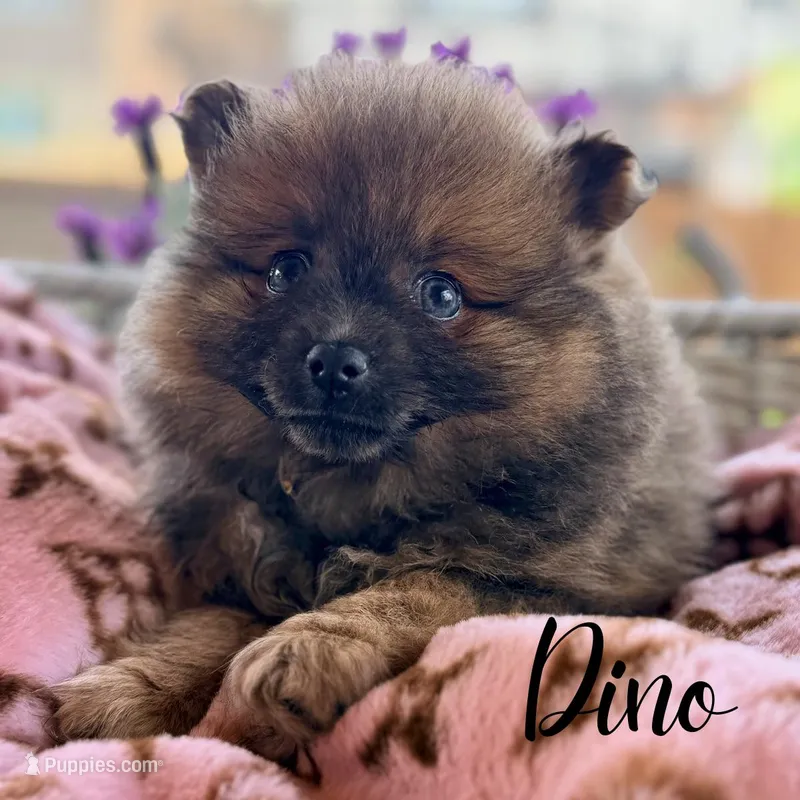 Dino – Pomeranian puppy for sale in Addison, IL