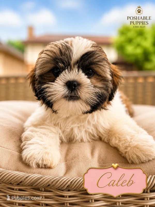 Caleb – Shih Tzu puppy for sale in Addison, IL