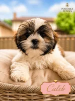 Caleb, a male Shih Tzu for sale in Addison, IL – 1 of 1
