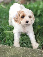 Frieda, a female Cavapoo for sale in Addison, IL – 2 of 4