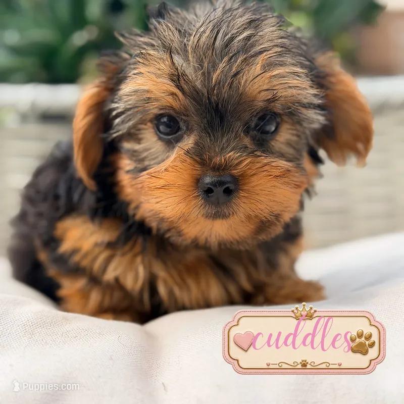 Cuddles – Yorkshire Terrier puppy for sale in Addison, IL