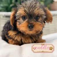 Cuddles, a male Yorkshire Terrier for sale in Addison, IL – 1 of 1