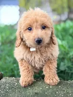 Elsa, a female Miniature Goldendoodle for sale in Addison, IL – 2 of 3