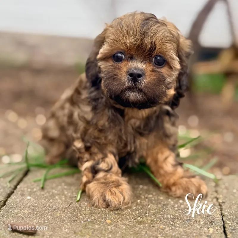 Sky – Shihpoo puppy for sale in Addison, IL