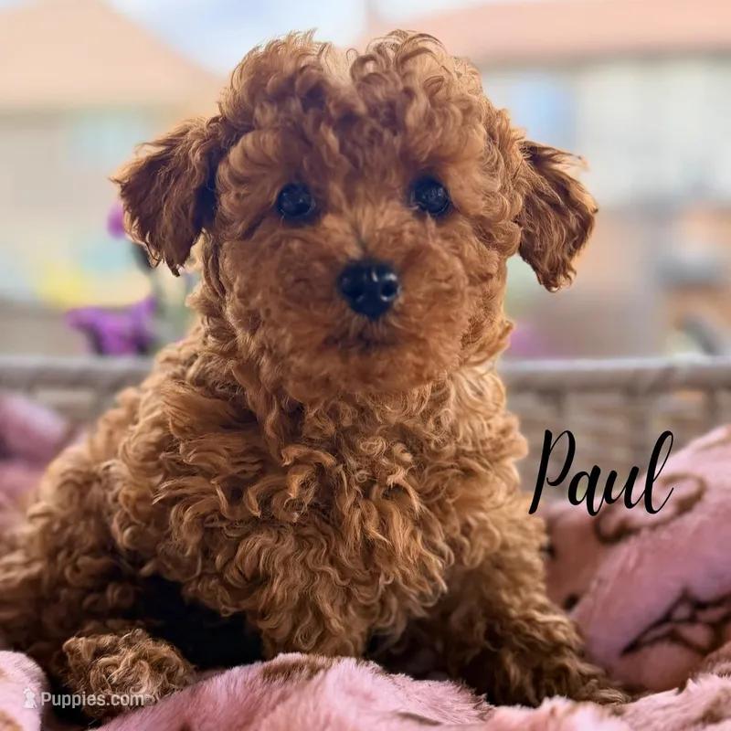 Paul – Poodle - Toy  puppy for sale in Addison, IL