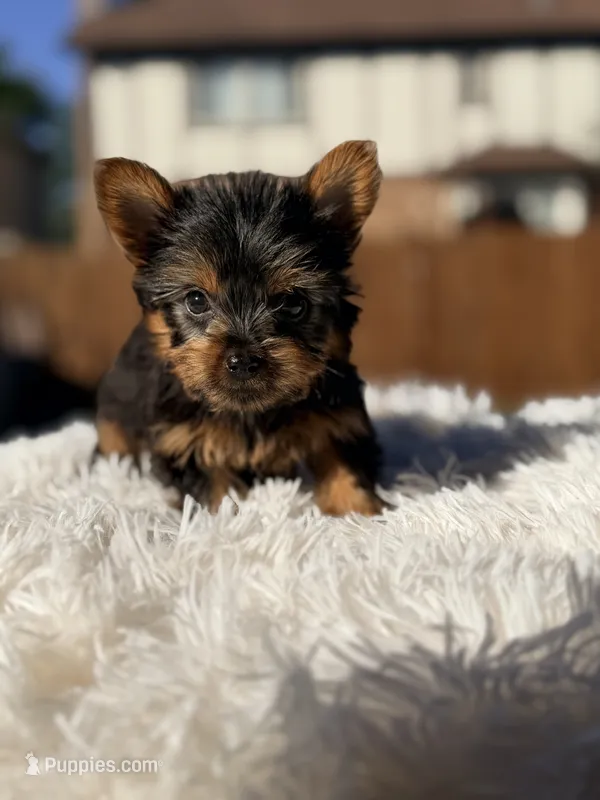 Ginger – Yorkshire Terrier puppy for sale in Addison, IL