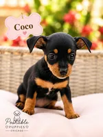 Coco, a female Miniature Dachshund for sale in Addison, IL – 1 of 1