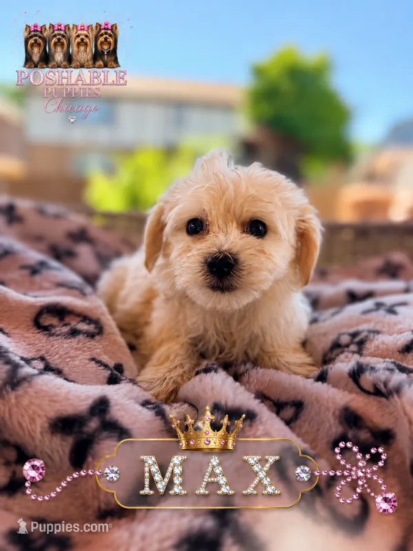 Max – Morkie puppy for sale in Addison, IL