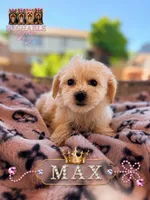 Max, a male Morkie for sale in Addison, IL – 1 of 1