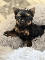 Hazel , a female Yorkshire Terrier for sale in Addison, IL – 2 of 3