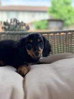 AKC Dolly, a female Miniature Dachshund for sale in Addison, IL – 3 of 4