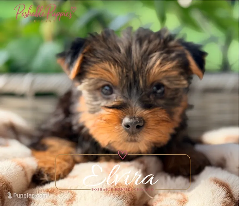 Elvira – Yorkshire Terrier puppy for sale in Addison, IL