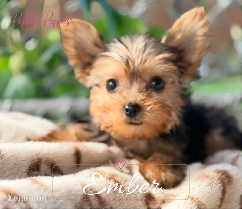 Ember – Yorkshire Terrier puppy for sale in Addison, IL