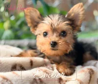 Ember, a female Yorkshire Terrier for sale in Addison, IL – 1 of 1