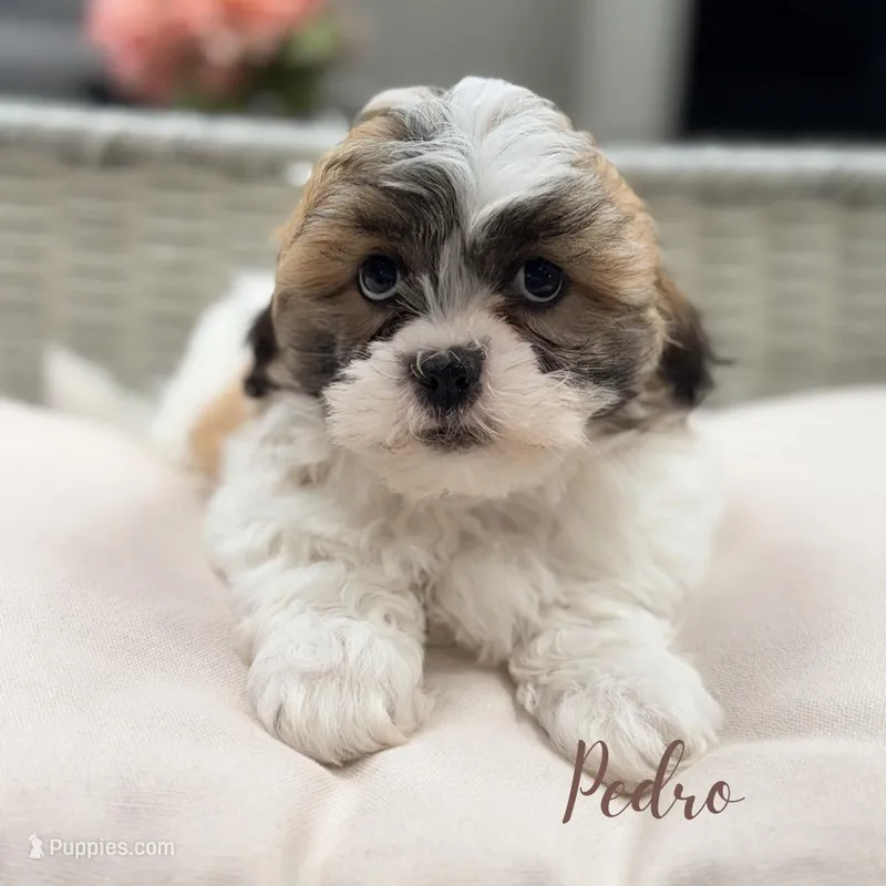 Pedro – Shih Tzu, Poodle - Miniature  puppy for sale in Addison, IL