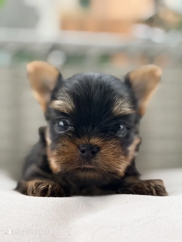 Akc Bella – Yorkshire Terrier puppy for sale in Addison, IL