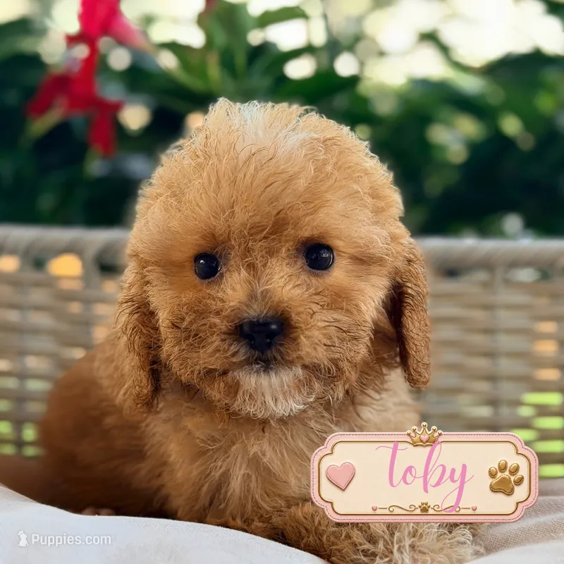 Toby – Cavapoo puppy for sale in Addison, IL